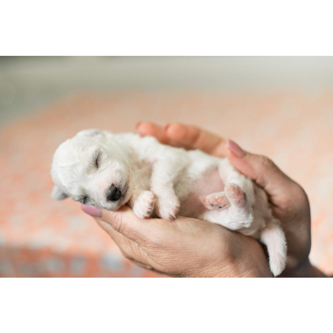 Newborn puppy outlet milk formula